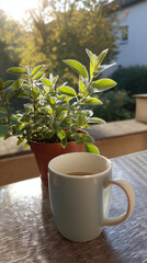 Naklejka premium Morning sunlight balcony mug herb plant potted outdoor soft light touches green leaf and warm drink on table, gentle steam rising on terrace, quiet garden view in golden glow, home scene