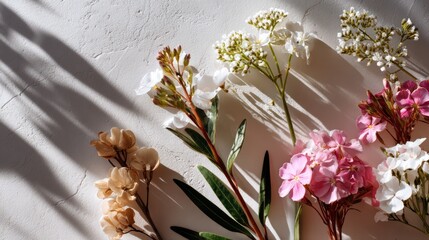 Pastel Colored Flowers with Long Shadows on Light Background
