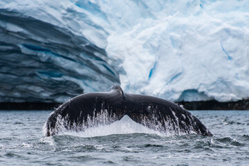 Fototapeta premium Close-up of the tail of a diving humpback whale -Megaptera novaeangliae. Image taken in the Graham passage, near Charlotte Bay, Antarctic Peninsula.