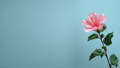 Fototapeta premium Elegant Pink Hibiscus Bloom on Soft Teal Background, Minimalist Studio Shot.
