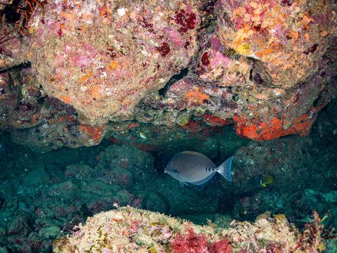 コショウダイ, Crescent sweetlips, Plectorhinchus cinctus, イサキ科,
ニザダイ, Sawtail, Prionurus scalprum, ニザダイ科,
他。
ヒリゾ浜南伊豆町中木
静岡県伊豆半島-2025
日本有数のシュノーケリングスポット。
夏の数カ月間だけ渡し船で行ける。
水質透明度魚影が素晴らしい。
