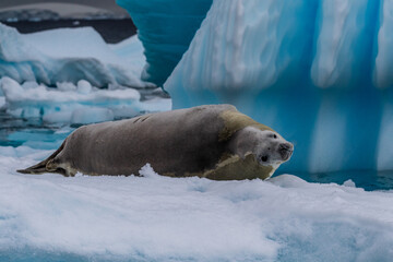 Close-up of a crabeater seal -Lobodon carcinophaga- resting on a small iceberg near the fish islands on the Antarctic peninsula