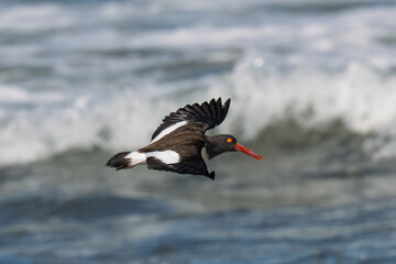 American oystercatcher flying over ocean waves near the Chilean coast