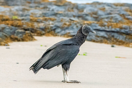 Black vulture standing on sandy beach with rocky background in Chile