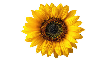 A vibrant, detailed, centered close-up shot of a sunflower against a stark black background
