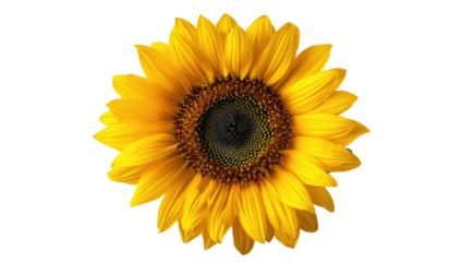 A vibrant, detailed, centered close-up shot of a sunflower against a stark black background