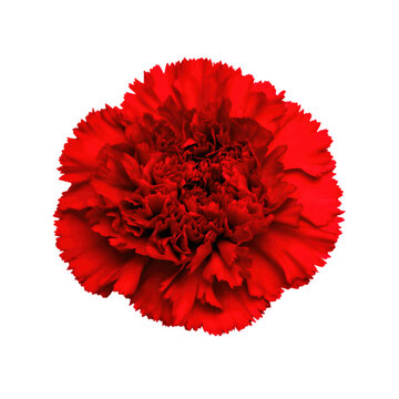 Bright red carnation flower in full bloom.