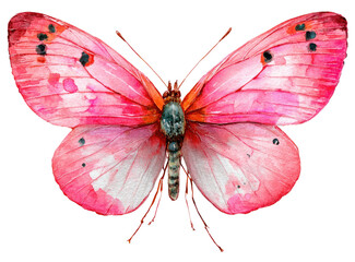 A vibrant watercolor painting of a butterfly with bright pink wings and delicate details