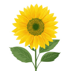 Naklejka premium A vibrant, detailed illustration of a single sunflower, bright yellow petals, green stem and leaves