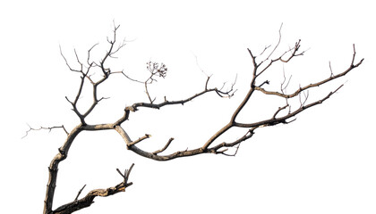 Fototapeta premium An old rusty barbed wire fence with sharp metal thorns wraps around a dead tree trunk isolated on white