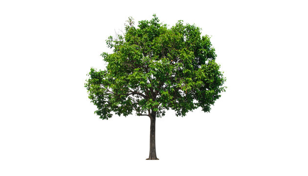 A single tall green oak tree with lush summer foliage and branches is isolated on a white background to represent nature growth and environment