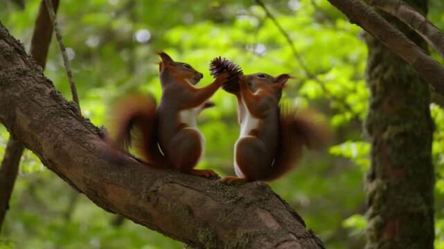 Two red squirrels sitting on a branch facing each other and sharing a pine cone in a green forest, the concept of caring, generosity and playful partnership