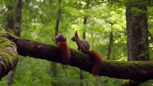 Two red squirrels sitting on a branch in a green forest, the concept of caring, generosity and playful partnership