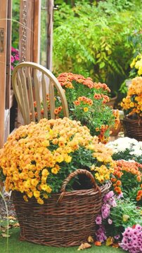 Wicker basket overflowing with bright orange and yellow mums in a lush garden