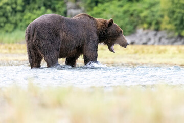 Fototapeta premium A wild coastal brown bear fishes for salmon in a stream in the backcountry of Katmai National Park in Alaska.