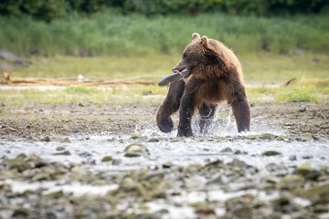 A wild coastal brown bear fishes for salmon in a stream in the backcountry of Katmai National Park...