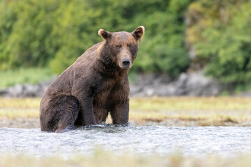 Obraz premium A wild coastal brown bear fishes for salmon in a stream in the backcountry of Katmai National Park in Alaska.