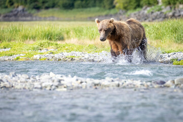 A wild coastal brown bear fishes for salmon in a stream in the backcountry of Katmai National Park...