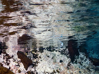 浅瀬を泳ぐ美しいイトヒキアジ（アジ科）の幼魚半水面撮影。
英名学名：African pompano, Alectis ciliaris
他。
ヒリゾ浜南伊豆町中木
静岡県伊豆半島-2025
日本有数のシュノーケリングスポット。
夏の数カ月間だけ渡し船で行ける。
水質透明度魚影が素晴らしい。
