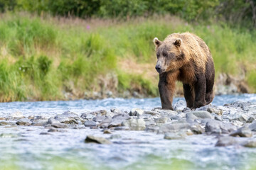 A wild coastal brown bear fishes for salmon in a stream in the backcountry of Katmai National Park...