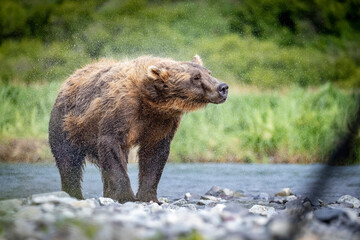 Fototapeta premium A wild coastal brown bear fishes for salmon in a stream in the backcountry of Katmai National Park in Alaska.