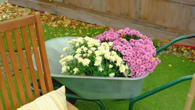 Wheelbarrow filled with pink and yellow mums rests on green grass by wooden fence