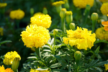 Fototapeta premium Beautiful yellow of Aztec Marigold, among green leaves and soft blurred style for background, selective focus point.