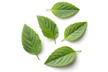 Fresh Holy Basil Leaves Isolated on White Background