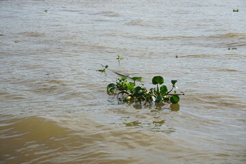 川に浮かぶ水草　ベトナム
