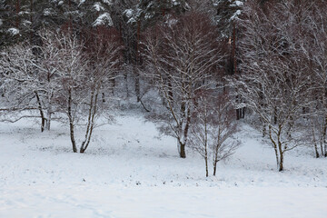 Winterlandscape,snowy trees  in the Lueneburg Heath,Lower Saxony,Germany,Europe