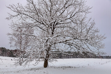 Fototapeta premium Winterlandscape,snowy trees in the Lueneburg Heath,Lower Saxony,Germany,Europe
