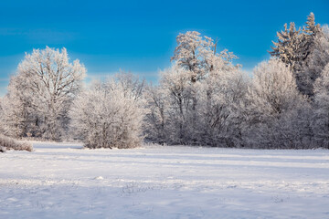 Fototapeta premium Winterlandscape,snowy trees in the Lueneburg Heath,Lower Saxony,Germany,Europe