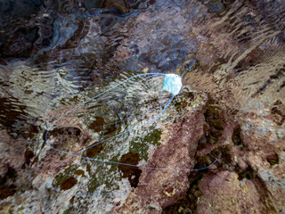 浅瀬を泳ぐ美しいイトヒキアジ（アジ科）の幼魚半水面撮影。
英名学名：African pompano, Alectis ciliaris
他。
ヒリゾ浜南伊豆町中木
静岡県伊豆半島-2025
日本有数のシュノーケリングスポット。
夏の数カ月間だけ渡し船で行ける。
水質透明度魚影が素晴らしい。
