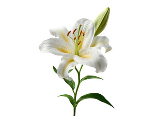 Obraz premium Elegant white lily with green bud and leaves on black background flower bloom, Isolated, Png Transparent Background