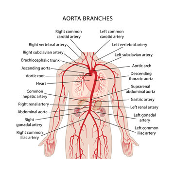 Branches of the aorta. Human circulatory system. Medical illustration of the branches of the aorta with captions in flat style on a white background.