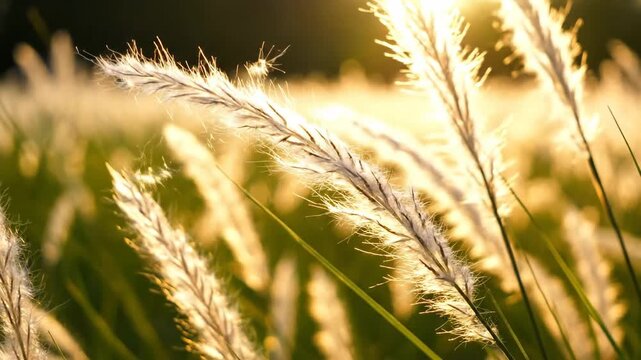 Close-up of fluffy wheat grass swaying gently, illuminated by warm, golden sunlight.
