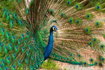 Male peacock displaying iridescent blue neck and fanned tail