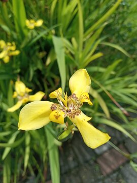 Wild plant with yellow flowers of Galinsoga parviflora