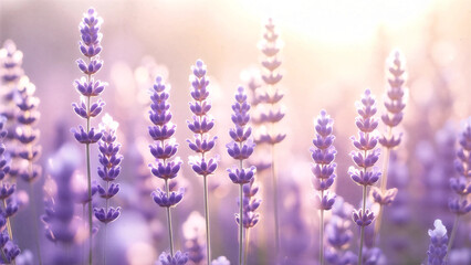 Obraz premium Soft Dreamy Lavender Cream Background