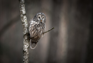 Obraz premium Ural owl ( Strix uralensis ) close up