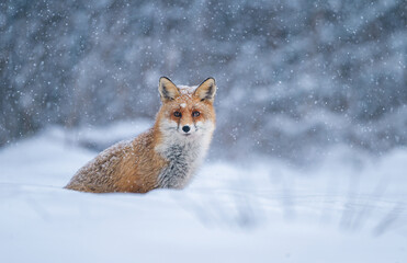 Fototapeta premium Red fox ( Vulpes vulpes ) in winter scenery