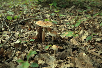 Amanita rubescens mushrooms growing on leaf covered forest floor