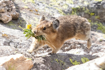 A wild American pika gathering haypiles in the Rocky Mountains of Colorado.