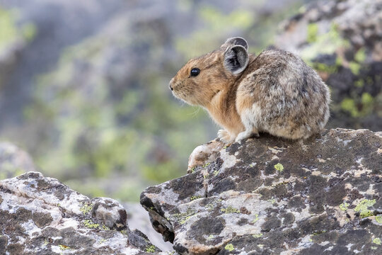 A wild American pika gathering haypiles in the Rocky Mountains of Colorado.