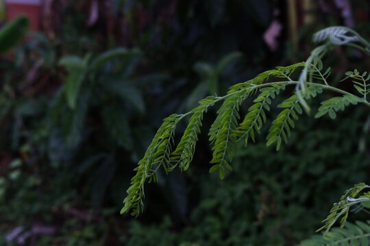 Close up of Leucaena leaves (Leucaena leucocephala) in outdoor garden