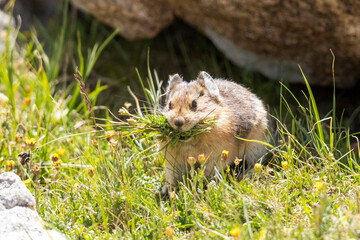 Fototapeta premium A wild American pika gathering haypiles in the Rocky Mountains of Colorado.
