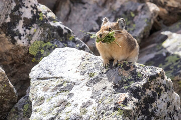 A wild American pika gathering haypiles in the Rocky Mountains of Colorado.
