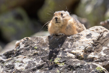 A wild American pika gathering haypiles in the Rocky Mountains of Colorado.