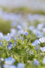 満開の可愛いネモフィラの花