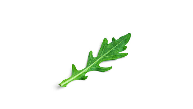 Arugula on white background. High quality photo